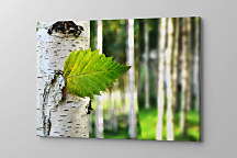 Obraz Lístoček z brezy zs1126